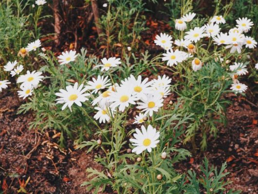 Brachyscome 'White Bliss' Cut-Leaf Daisies, with their white petals and yellow centers, thrive beautifully in gardens amidst lush green foliage and rich brown soil. These enchanting daisies are also perfect for brightening up any space when planted in a delightful 6" pot.