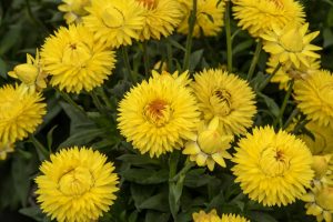 A cluster of vibrant yellow, layered flowers with green foliage in the background.