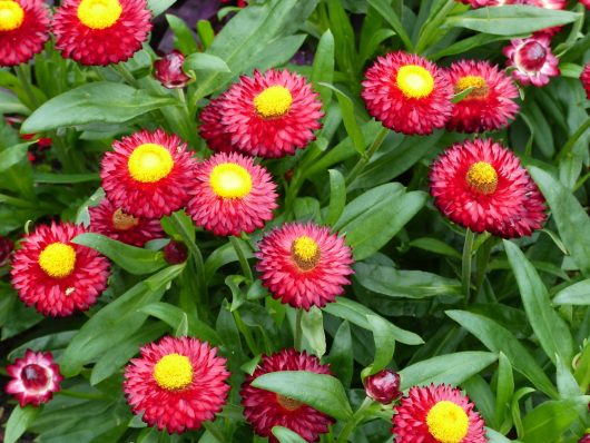 Bright red strawflowers with yellow centers and green leaves in a garden setting.