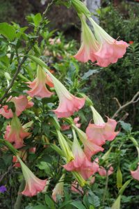 The Brugmansia 'White' Angel's Trumpet, with its elegant flowers, hangs gracefully from branches adorned with lush green leaves in a garden pot setting.