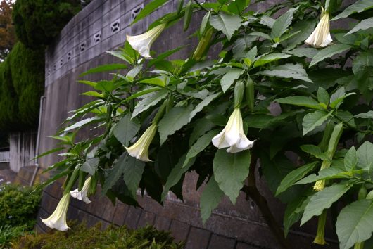 A row of exquisitely white, trumpet-shaped flowers from the Brugmansia 'White' Angel's Trumpet gracefully hangs from a leafy green plant in an 8" pot, set against a stone wall.