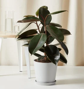 A potted rubber plant with dark green leaves sits elegantly on a white surface beside a glass pitcher, evoking the serene charm of a Hamptons garden.