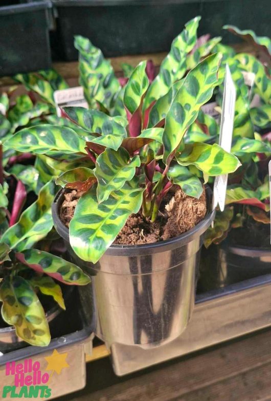 The Calathea 'Rattlesnake' Plant in a 5" pot showcases eye-catching green and dark purple patterned leaves.