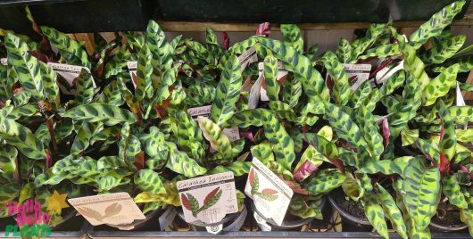 Calathea 'Rattlesnake' plants, with their distinctive green and dark purple variegated leaves, grace the scene as they flourish in 5" pots.