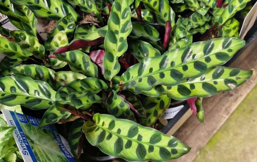 The Calathea 'Rattlesnake' Plant showcases its elongated, patterned leaves in a stylish 5" pot.