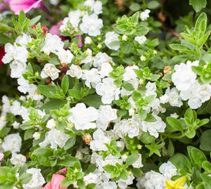 In a garden setting, Calibrachoa 'Double White' flowers bloom elegantly amidst green leaves, thriving beautifully in a 6" pot.