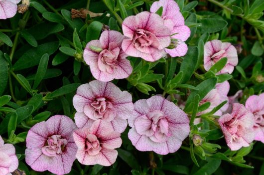 The Calibrachoa Caberet® 'Midnight Kiss' 7" Pot showcases pink and white flowers with veined petals, beautifully complemented by lush green leaves.