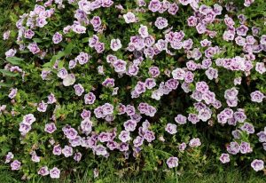 Clusters of Calibrachoa 'Double Plumtastic', featuring their small pink and white blooms, are nestled among lush green leaves covering the ground.