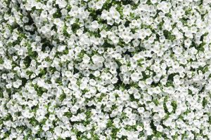 A dense cluster of small white flowers with green leaves, reminiscent of the enchanting blooms of Calibrachoa 'Rosie's White' 7" Pot.