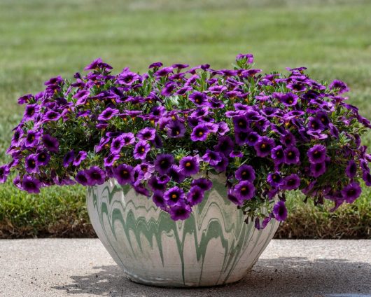 A large ceramic pot with flowing green patterns holds a lush cluster of vibrant purple flowers, placed on a smooth stone surface with a grassy background.