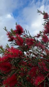 Red bottlebrush flowers against a partly cloudy sky.