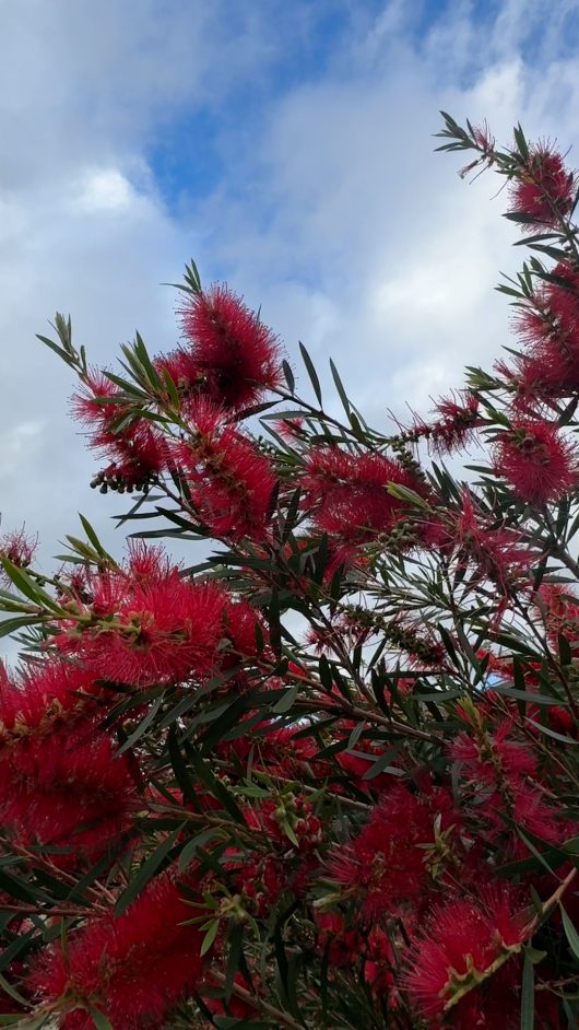 Red bottlebrush flowers against a partly cloudy sky.