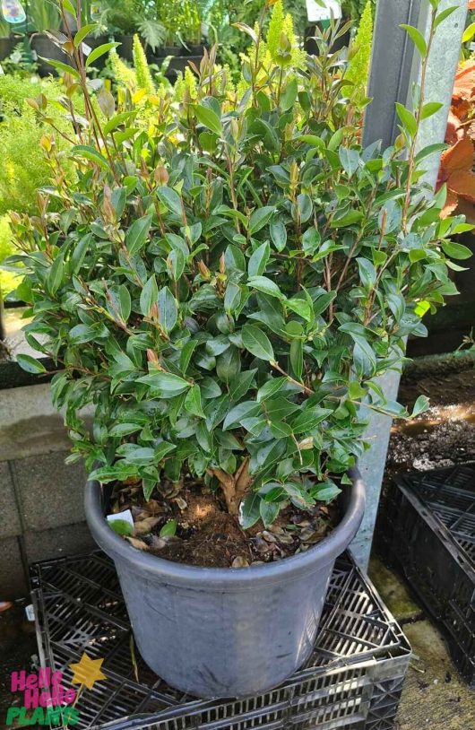 A Camellia sasanqua 'Paradise® Blush' 16" Pot (Topiary Ball) is elegantly displayed on a black crate outdoors.