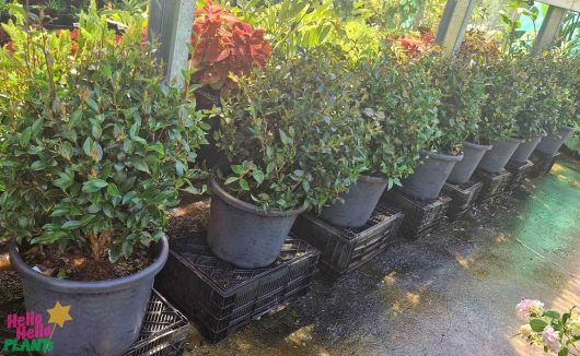 Rows of potted plants, including the exquisite Camellia sasanqua 'Paradise® Blush' 16" Pot (Topiary Ball), lined up on raised platforms in a greenhouse setting.