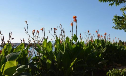 Tall orange flowers and lush green leaves in the foreground with a clear blue sky and distant water in the background.