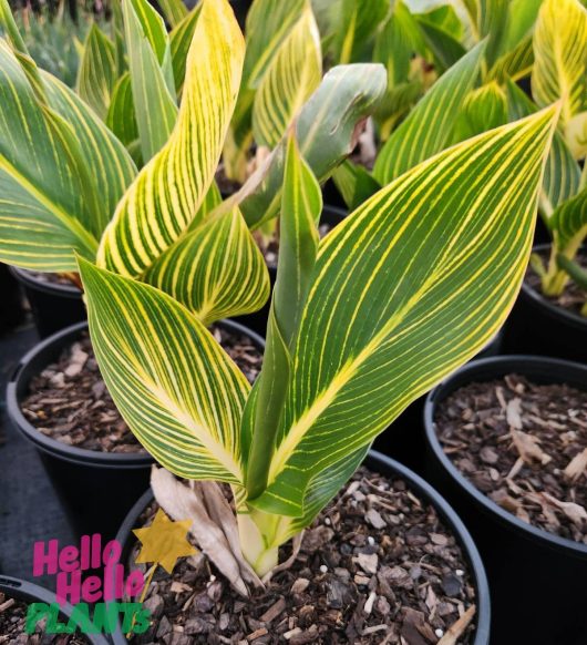 A lush green plant with yellow-striped leaves, reminiscent of the vibrant Canna Lily 'Tropicanna Gold,' sits gracefully in a black pot. Against a backdrop of similar plants, the pot features a label that warmly greets you with "Hello Hello Plants.