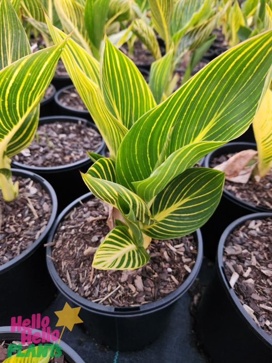 Canna Lily 'Tropicanna Gold' 8" pot plants with vibrant green leaves featuring yellow stripes, displayed in black containers.