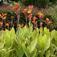 The Canna Lily 'Tropicanna' in an 8" pot showcases tall canna lilies with lush green leaves, flourishing amidst dense foliage. These vibrant blooms are a perfect addition to your garden.