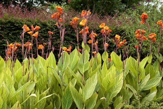 The Canna Lily 'Tropicanna' in an 8" pot showcases tall canna lilies with lush green leaves, flourishing amidst dense foliage. These vibrant blooms are a perfect addition to your garden.