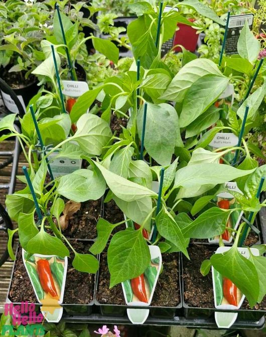 A collection of Capsicum 'Bangalore Torpedo' Chilli Pepper plants in 4" pots on display, each featuring a label and boasting vibrant green leaves.