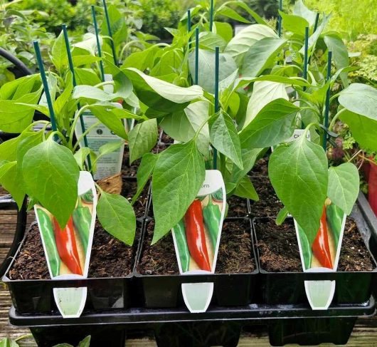 Capsicum 'Bangalore Torpedo' Chilli Pepper plants in black 4" pots, supported by green stakes, are neatly arranged on a wooden surface. Each pot is adorned with a photo label showcasing a fiery red chili pepper. A lush backdrop of greenery enhances the vibrant scene.