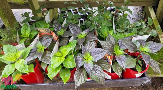 A variety of Capsicum 'Yaki Blue' Chilli Pepper plants with green and dark purple leaves are arranged in red containers on a shelf. Tags identify them as Capsicum 'Yaki Blue' Chilli Pepper 4" Pot.