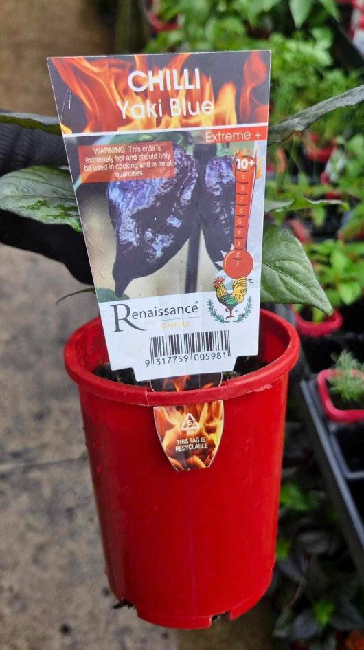 A red pot containing a Capsicum 'Yaki Blue' Chilli Pepper and a tag labeled "Chilli Yaki Blue," highlighting the intense heat of the Bangalore Torpedo Chilli Pepper, with a warning to use cautiously.