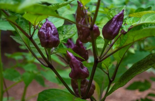 The Capsicum 'Yaki Blue' Chilli Pepper, similar in appearance to the Bangalore Torpedo Chilli Pepper, thrives on a plant adorned with vibrant green leaves.