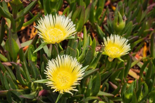 Three blooming yellow flowers with spiky petals stand out among green leaves, creating a vibrant contrast reminiscent of the vivid hues found in Carpobrotus 'Hot Pink' Pig Face.