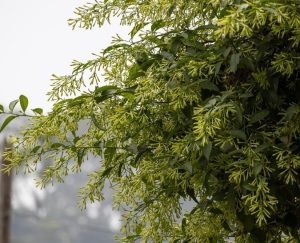 Green shrub with elongated leaves and clusters of small yellowish-green buds, set against a hazy sky background.