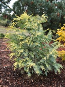 A young Chamaecyparis 'Snow White' Conifer in an 8" pot, with its vibrant green and yellow foliage, stands in mulch, surrounded by other plants and trees.