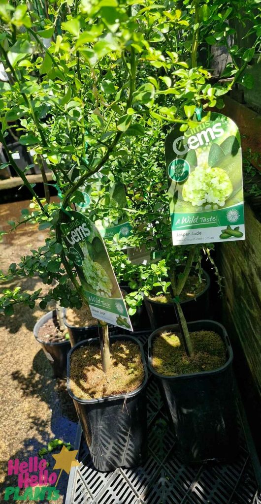 Citrus 'Crystal' Finger Lime plants with labels are placed on a sunlit surface surrounded by greenery, alongside glistening crystals.