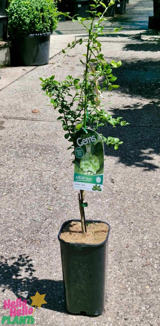 A potted plant with lush green leaves, labeled "Citrus Gems" and "A Buxifolia," stands regally on a concrete surface, accompanied by its botanical companions. Resembling the Citrus 'Crystal' Finger Lime (Copy), this citrus beauty adds vibrancy to the ensemble.