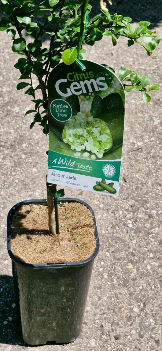 A potted plant labeled "Citrus Gems" and "Jasper Jade," described as a native lime tree, is showcased on a concrete surface. The Citrus 'Crystal' Finger Lime effortlessly blends elegance with the refreshing allure of citrus, adding zest to any space.