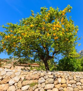 A lemon tree with ripe yellow fruit stands behind a stone wall under a clear blue sky.