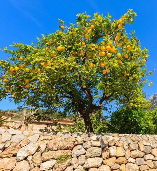 A lemon tree with ripe yellow fruit stands behind a stone wall under a clear blue sky.