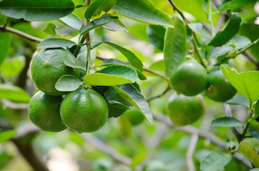 The branches of the Citrus 'Tahitian' Lime Tree display green citrus fruits tucked among lush, vibrant leaves.