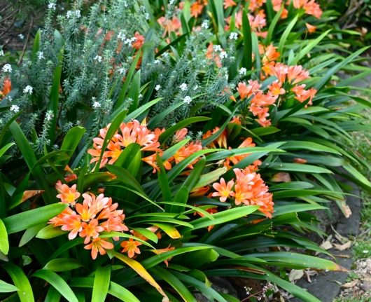 Orange flowers with long green leaves are planted alongside small, white flowers in a garden bed.