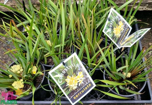 The 6" pots of Conostylis 'Lemon Lights' Cotton Heads are adorned with vibrant yellow flowers and come with labeled tags, resembling tiny Lemon Lights.