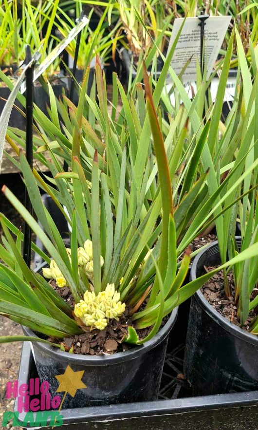 Potted plants featuring long green leaves and pale yellow flowers, reminiscent of the delicate charm of Conostylis 'Lemon Lights' Cotton Heads in a 6" pot, are displayed on a shelf.