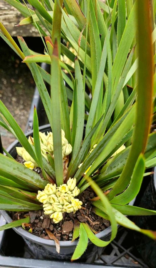 A Conostylis 'Lemon Lights' Cotton Heads in a 6" pot, displaying long green leaves with small clusters of yellow buds at the base, gracefully sits in a black container on a concrete surface.