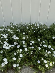 White flowers in a cluster of green foliage against a light gray wall.