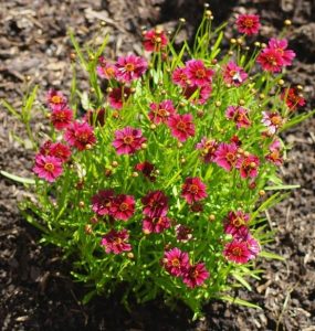 A cluster of bright pink flowers with yellow centers growing in garden soil.