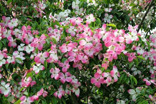 A tree covered with numerous pink and white flowers surrounded by green leaves.