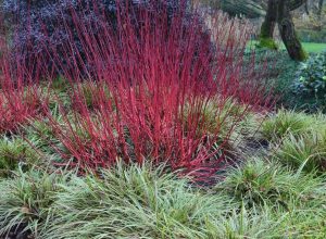 Bright red dogwood stems with surrounding green ornamental grasses in a garden setting.