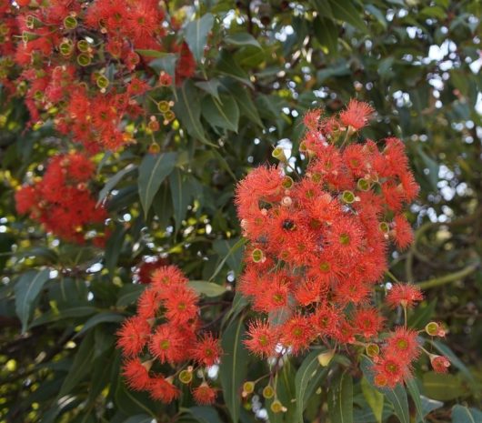 Bright red eucalyptus flowers with feathery petals and green leaves are densely clustered on a tree.