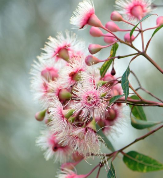 Close-up of blooming pink eucalyptus flowers with feathery petals and green leaves on a branch.