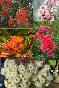 Collage of vibrant eucalyptus tree flowers in red, pink, orange, and white hues, showcasing diverse clusters and foliage. The blooms originate from Corymbia 'Lucky Dip' grafted dwarf gums, ideal for an 8" pot.