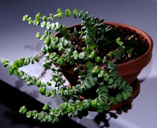 A Crassula 'String of Buttons' 10" hanging basket, featuring long, spiral-shaped green leaves, sits elegantly on a glossy dark surface.