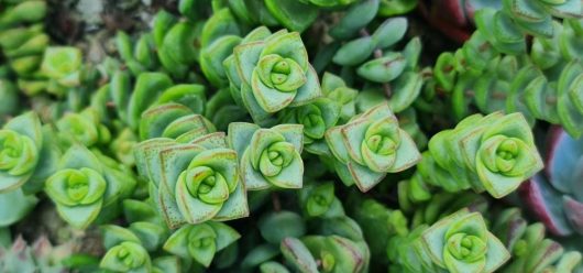 Close-up of green, rosette-shaped succulent plants, featuring the Crassula 'String of Buttons' variety with layered leaves in a garden setting.